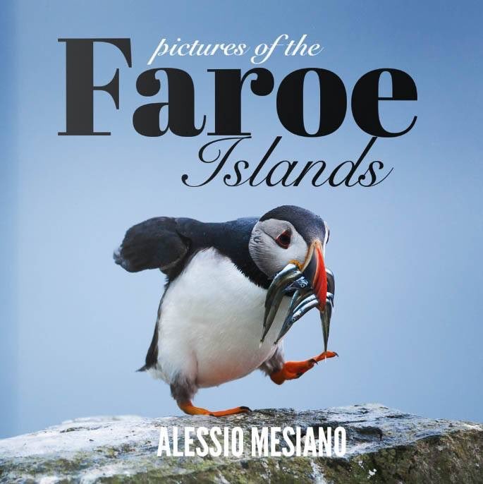 Charnley1999's tweet photo. Puffins 🤩 Get me to Iceland or the Faroe Islands wherever they are https://t.co/LPp8GlJSTp