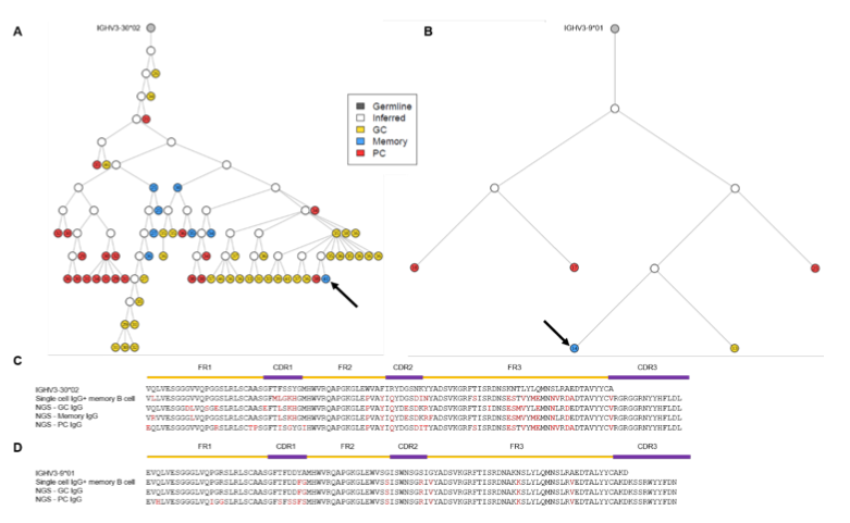 mmw_lmw's tweet photo. #RituximabResistant splenic #Memory_B_cells | A reservoir that contributes to relapses after B-cell depletion therapy | Matthieu Mahévas @hopital_necker @biorxivpreprint https://t.co/6tOTeHbgud https://t.co/TK3Tgc50nN