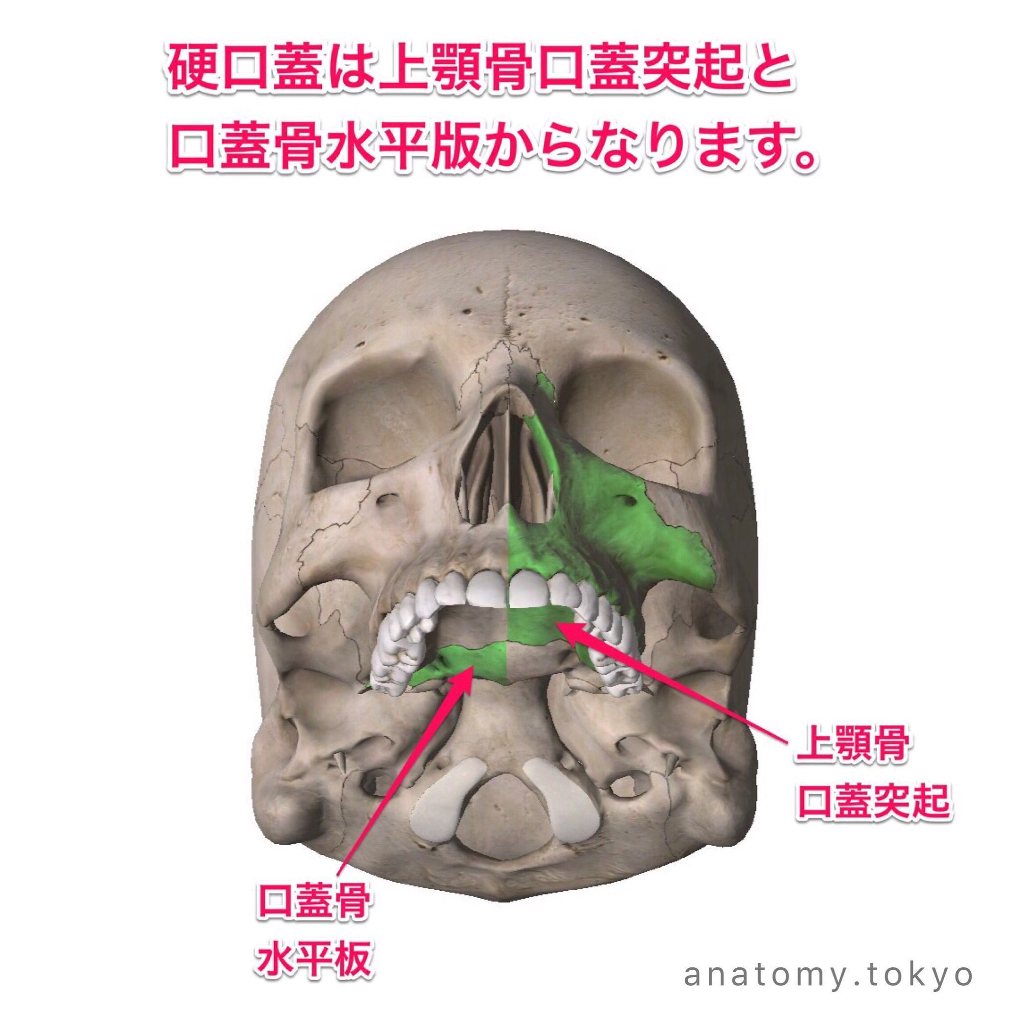 黒澤一弘（かずひろ）解剖学IT教育・指圧師・ラダックon X: 