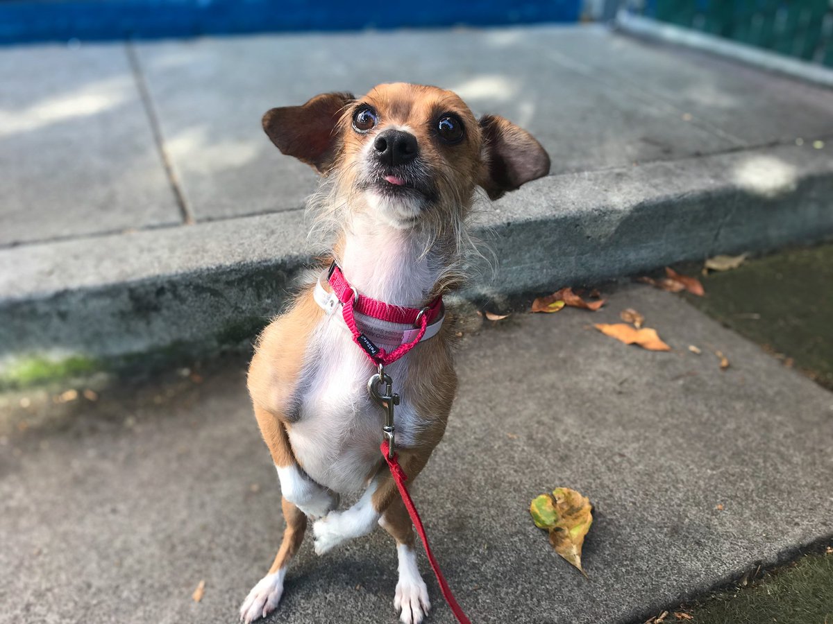 Scruffy dog standing on two legs with his tongue poking out.