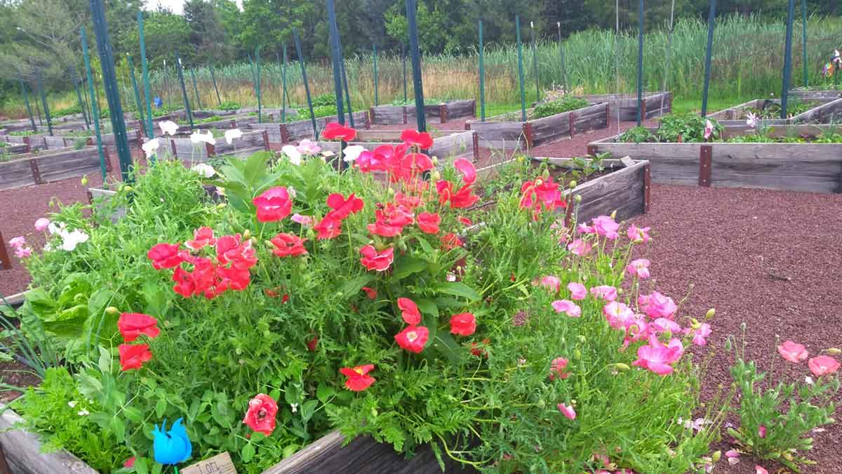 verticalscreen's tweet image. Well, it has finally started.  It was snowing earlier in Warminster, so lets go back to a time when the weather was warmer and the flowers were blooming in the #VSGarden!

🌨️