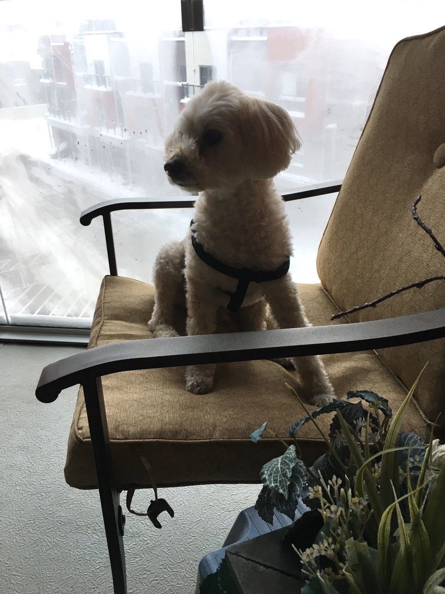 JMascarenhasED's tweet photo. With a glassed in balcony, Toby thinks #winter is great. He loves sitting there showing his off the shoulder look with his harness.😂
#dogsoftwitter #pompoo https://t.co/XPK5QaLStv