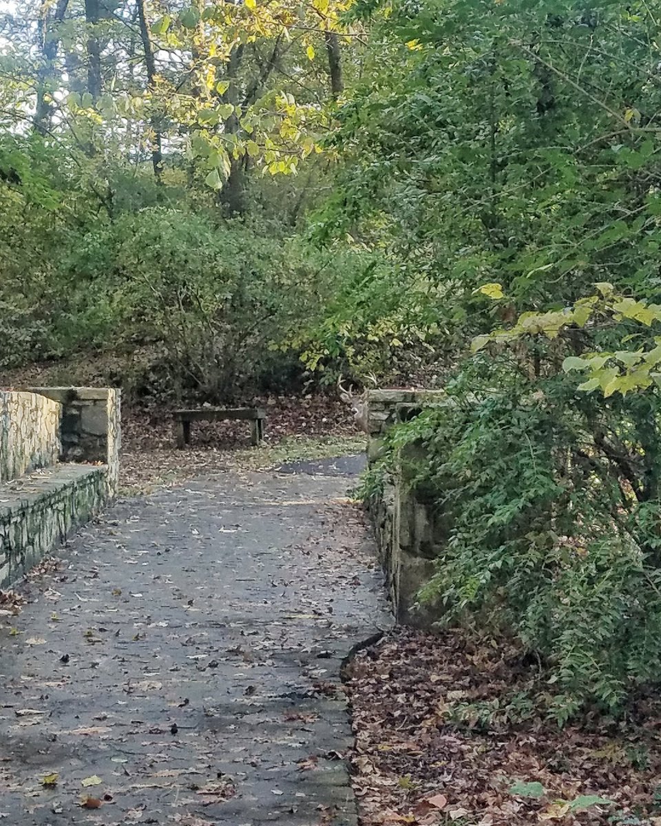 CLThistory's tweet photo. Closing up tonight and we found a friend! Can you find him, too? #clt #CLThistory #CLTmuseum #natureatCMH https://t.co/SwS15PDfB5
