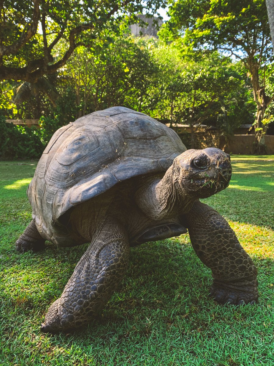 ComputerLab's tweet photo. #TurtleTuesday #TurtleCrushTuesday https://t.co/fyW0Vz1dcK
