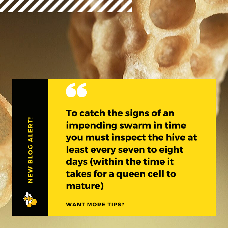 Bee2Bee Beekeeping Supplie @Bee2BeeAus - Twitter Profile | TwStalker