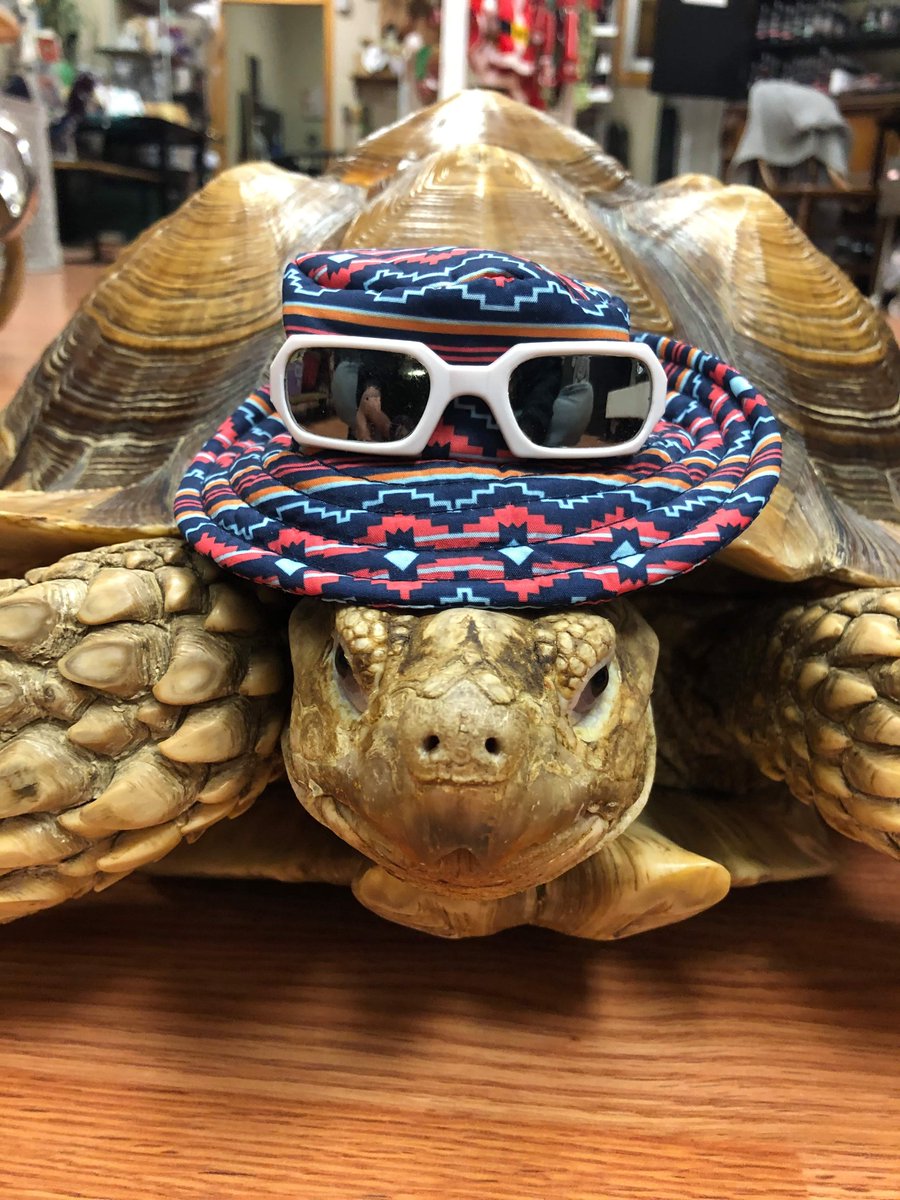 lcm_boutique's tweet photo. Turbo's getting ready to Snow Bird his way to #Florida for early retirement! Just cant take this NY weather anymore! 
#everydayadventuresatLCM #LCMPet #TooGrumpyForWinter #SayonaraSnow https://t.co/vCXkAlvIzj