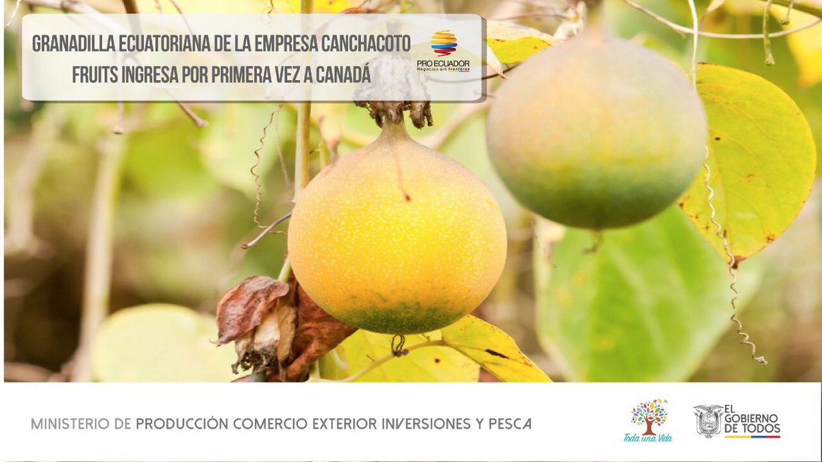 PRO ECUADOR North America (@proecuadornoram) on Twitter photo 🔴#CasoDeÉxito2019|La empresa de 🇪🇨 Canchacoto Fruits concretó su primera exportación de granadilla al mercado canadiense como resultado de su participación en la #MacorruedaEcuador 2019 y el apoyo de la Sectorialista de Frutas No Tradicionales y OCE de <a href="/proecuadornoram/">PRO ECUADOR North America</a> en Canadá 🔴#CasoDeÉxito2019|La empresa de 🇪🇨 Canchacoto Fruits concretó su primera exportación de granadilla al mercado canadiense como resultado de su participación en la #MacorruedaEcuador 2019 y el apoyo de la Sectorialista de Frutas No Tradicionales y OCE de <a href="/proecuadornoram/">PRO ECUADOR North America</a> en Canadá