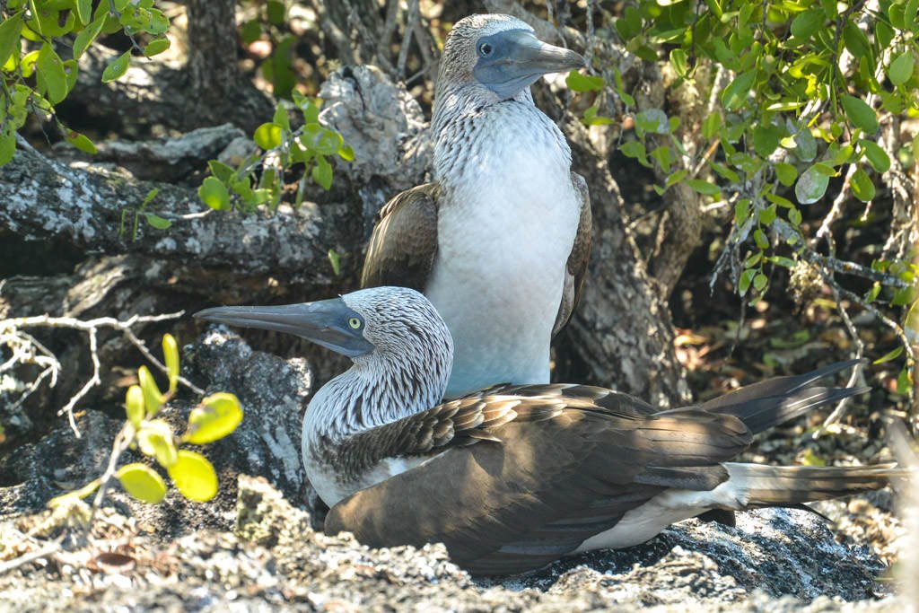 Booby alert! This Blue-Footed Booby couple was protecting their nest at Los Tuneles on Isabela Island. The female is standing behind the male in this photo...you can tell by the bigger eye pupils which is the female! Photo: <a href="/joyandjourney/">Steph, Expat blogger</a>