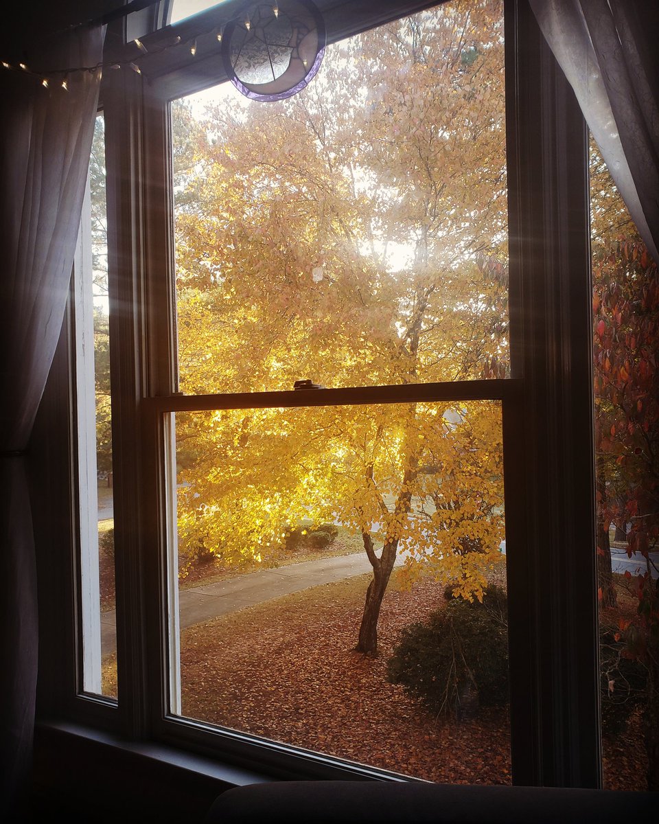 bonclark's tweet image. The sun coming in my #writing window in the morning made this tree look like it was made of pure gold. 😍 🍂🌟 #writingspace #fallcolors #georgia