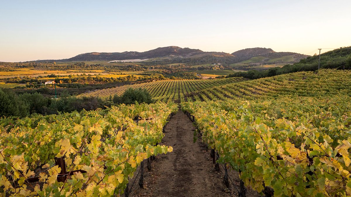 In the blink of an eye, our vineyards have embraced autumn, and leaves on the vines are quickly changing color. It’s a magical time to be in Napa Valley. #LifeIsACabernet