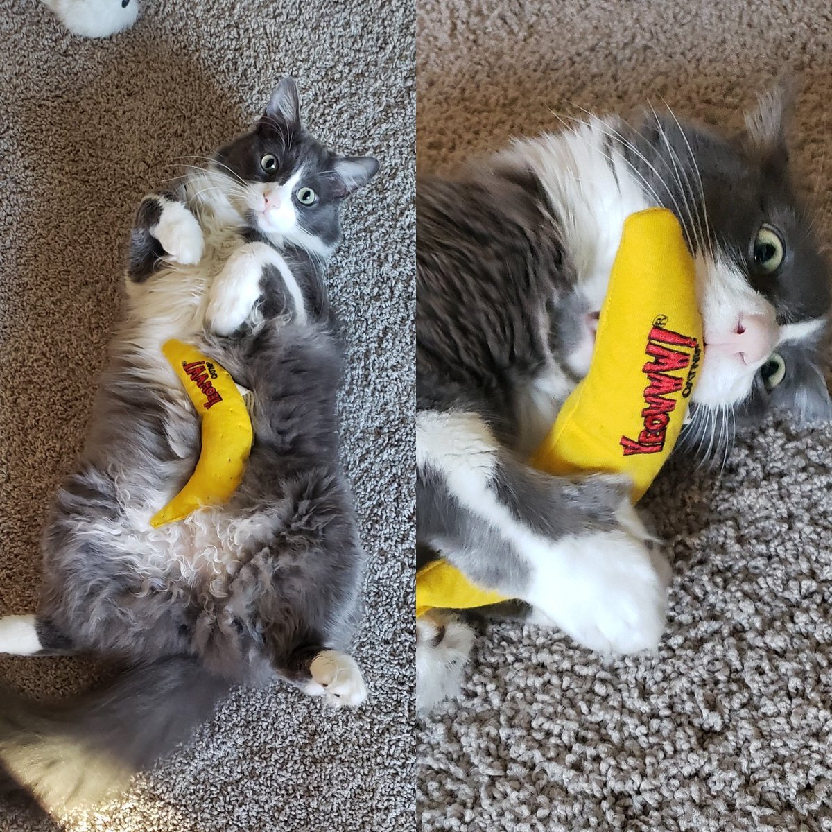 Gabrielle_Faust's tweet image. Theo is obsessed with his @yeowwwcatnip banana! It currently has several sets of fang punctures all over it. Haha
#yeowwwcatnip #cats_of_day #catmom #cat #cats #catnip #cattoys