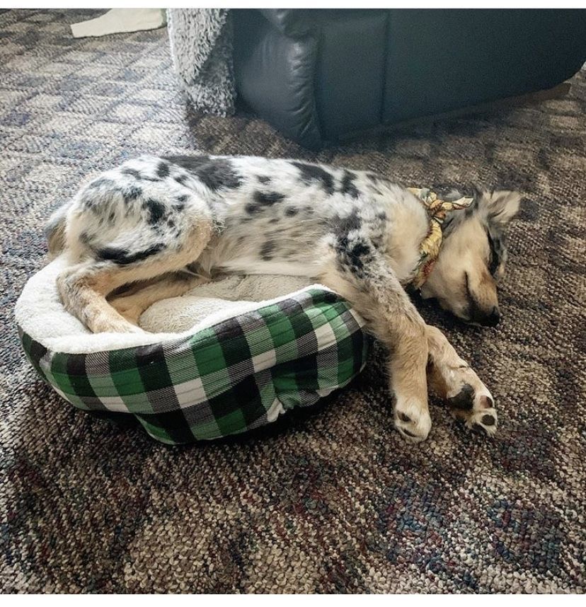 Comfort is felt at an individual level 💗
#dogspot #dogsofdogspot