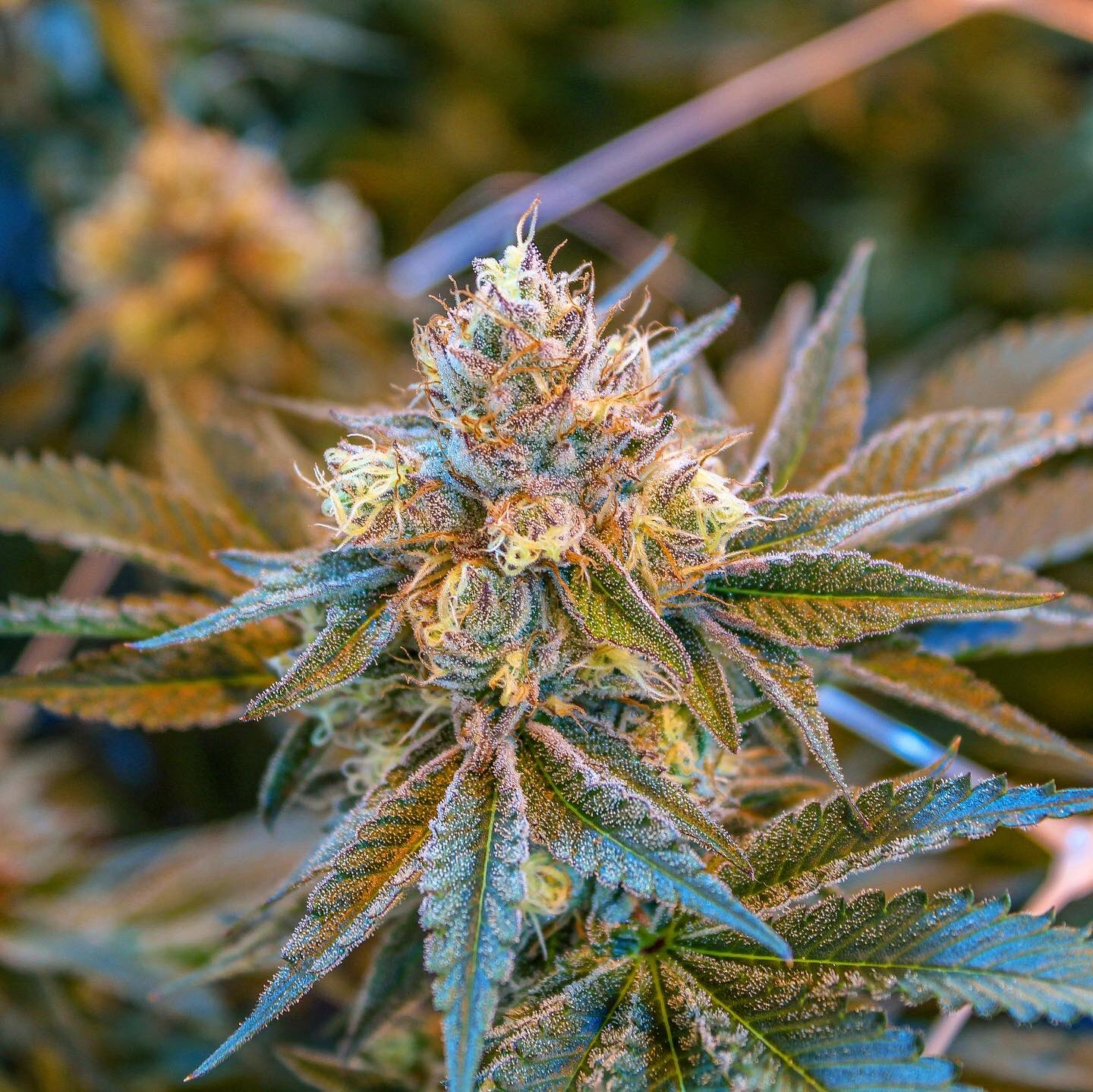 Phat Panda ™ on Twitter "Strain Terpee Slurpee ⁣ (GMO x Orange