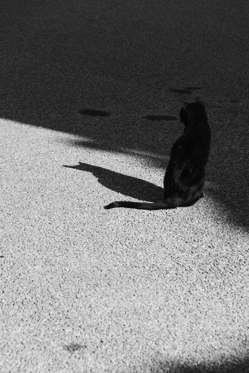 redrobin_3's tweet photo. さて 今日も頑張るとするか！

＃猫 ＃尾道
＃ファインダー越しの私の世界 https://t.co/J7KTqhfajn
