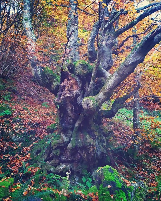 vrfoto's tweet photo. #parquenaturalredes #asturias #spain #vmribeiro https://t.co/t96tAuBSWo https://t.co/syvOQX1gji
