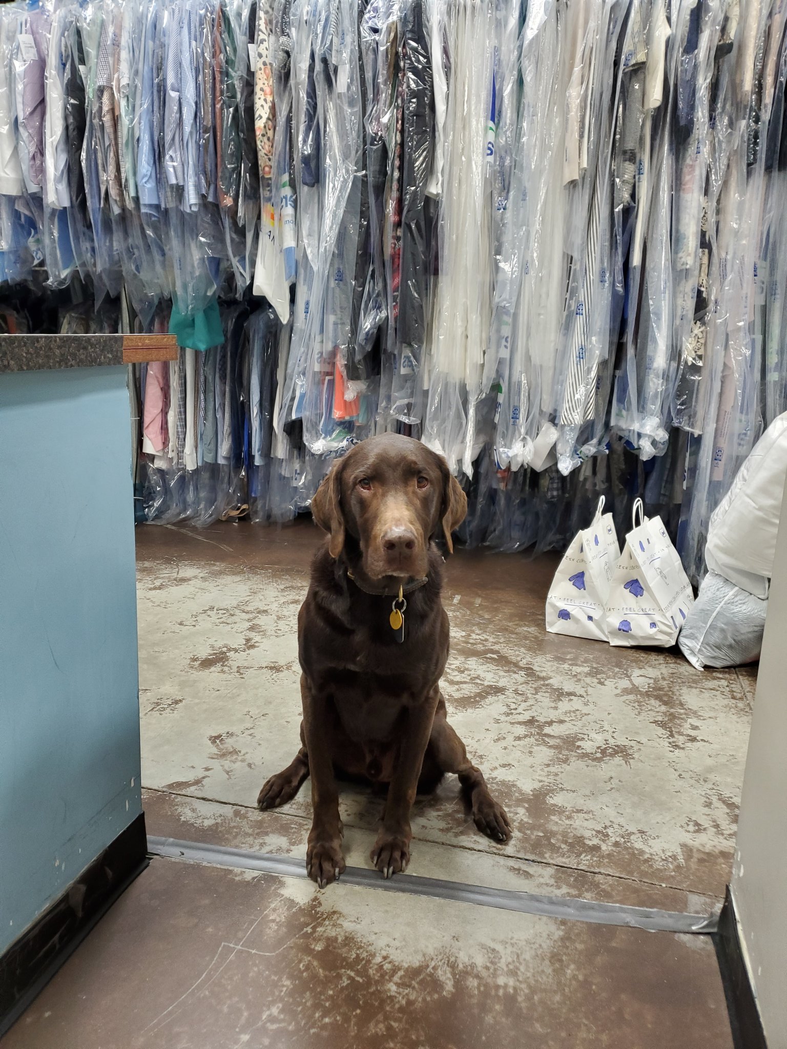 Hangers Cleaners on Twitter "Hank the tank paid his first ever visit