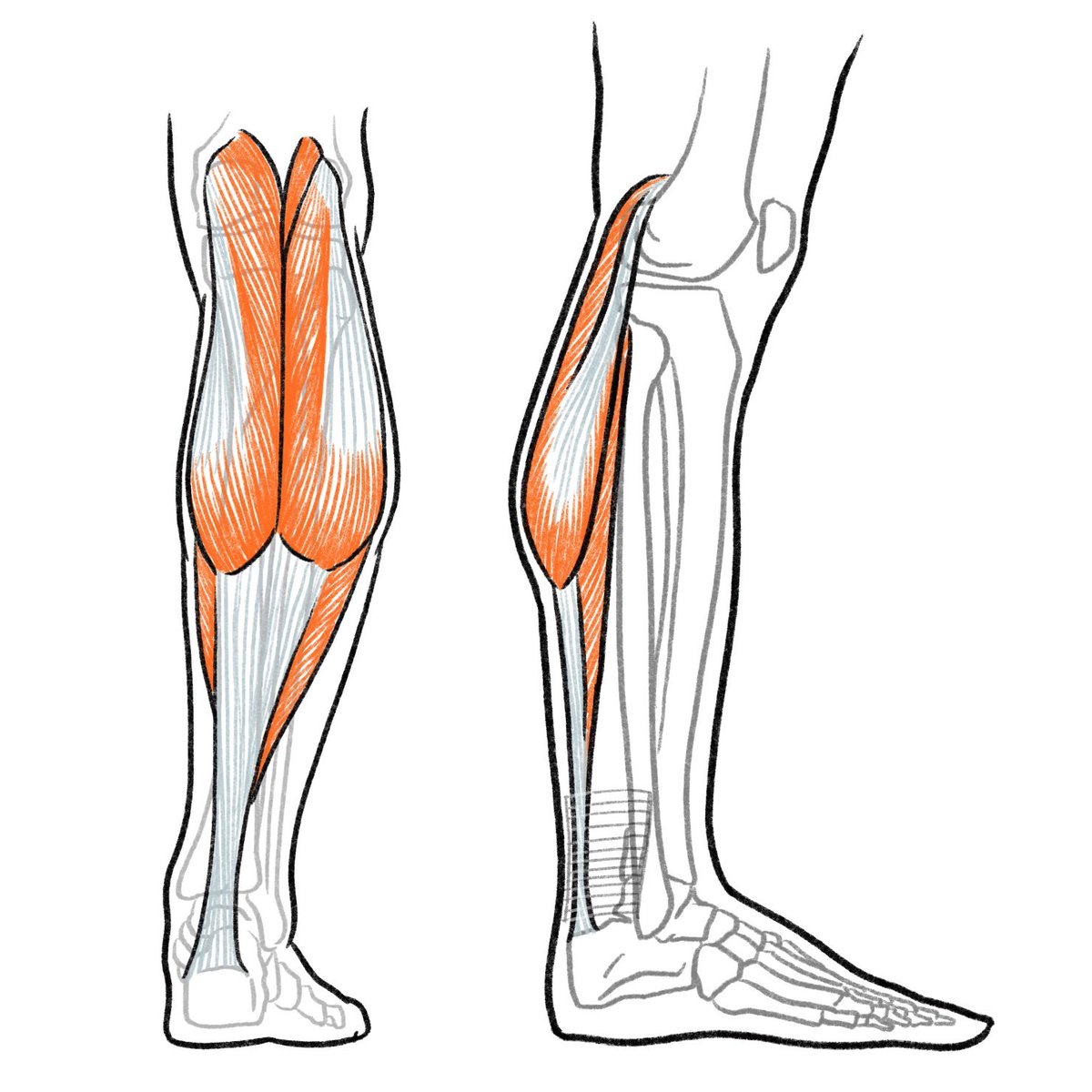 アキレス腱は足首あたりでくびれているが このくびれは 腱自体のねじれと 腱の後面 伊豆の美術解剖学者のイラスト