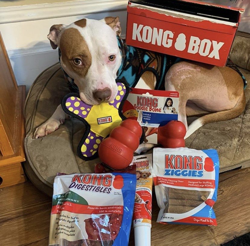 kong box for dogs