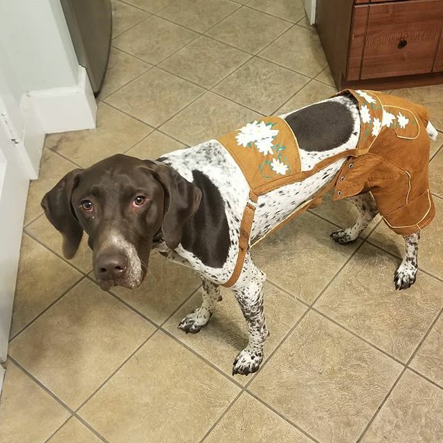 uber__klaus's tweet photo. Thankful it's not September/October @einszweidog 🍺🍻🥨🌭
.
.
.
.
.
.
#dogsofcincinnati #dogsofinstagram #dogsofcincy #gsp #germanshorthairedponter #gspofinstagram #pointersofinstagram #pointersgonnapoint #gsps #gspsofinstagram #birddogs #pointers https://t.co/6R29aaOINp https://t.co/d2C28qOAqM
