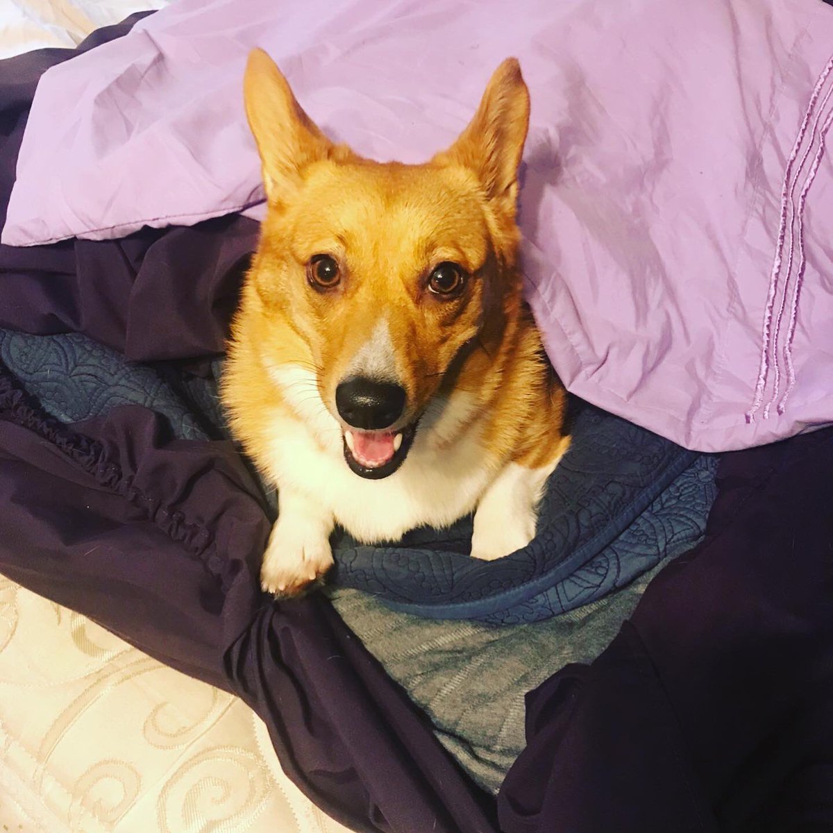 QBeast9922's tweet photo. Ok Hooman, we go do laundry π§Ί now?! πΆπ
π¦π₯πͺπΎπ±
#LexiMae #Corgi #Corgis #PembrokeWelshCorgi #LexiSaysHelloHoomans #TuesdayVibes #LaundryDay #OwnYourLife https://t.co/nwPZkujzxl