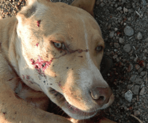 Sheriff: Charges filed against suspects who shot pitbull puppy littleapplepost.com/2019/11/12/she…