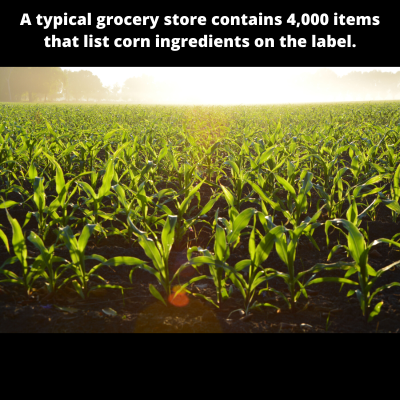 AleckMain's tweet photo. The U.S. produces 96,000,000 acres of corn per year.  One bushel of corn produces around 2.8 gallons of ethanol fuel. Dried distiller grains is left over after the ethanol process, farmers can feed this byproduct to their livestock. #wiuaglife @WIUAg https://t.co/u4Vn9sMwAT