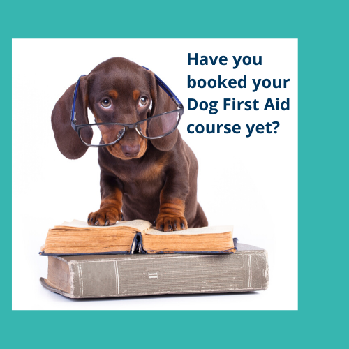 Do you have a Dog First Aid qualification? - mailchi.mp/bad17aee9026/d…