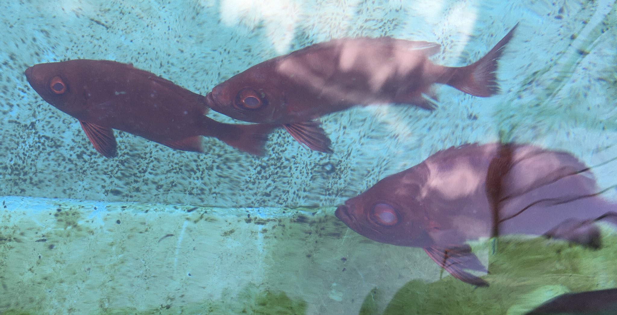 むろと廃校水族館 Ar Twitter 漁師さんが アカメ と呼ぶホウセキキントキさんが転入 深いところに居るとされる系ですが ウキ下1mで釣れるし テトラポットに結構居るらしいし タスマニアの赤い海には光が届かない浅いところに深海魚が居るらしいし 水圧 むろと廃校水族館 Ar Twitter 漁師さんが アカメ と呼ぶホウセキキントキさんが転入 深いところに居るとされる系ですが ウキ下1mで釣れるし テトラポットに結構居るらしいし タスマニアの赤い海には光が届かない浅いところに深海魚が居るらしいし 水圧