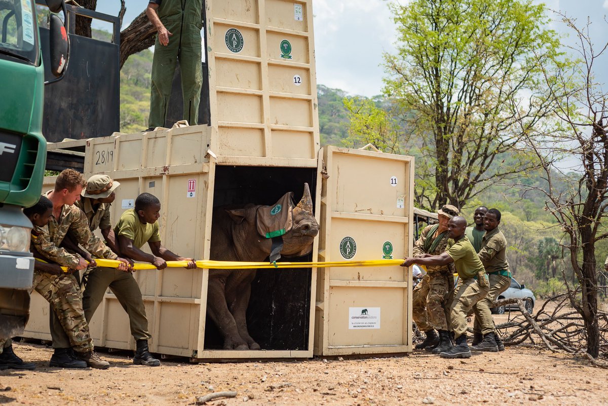 AfricanParks's tweet photo. Rhinos have lifted off – and landed – in Liwonde National Park in Malawi! 17 rhinos have just been successfully translocated to from South Africa in collaboration with the Malawian Govt, WWF-SA &amp; Ezemvelo KZN Wildlife. Read more about this historic move: https://t.co/xD9MJ97OYT https://t.co/BCVqVkRCxT