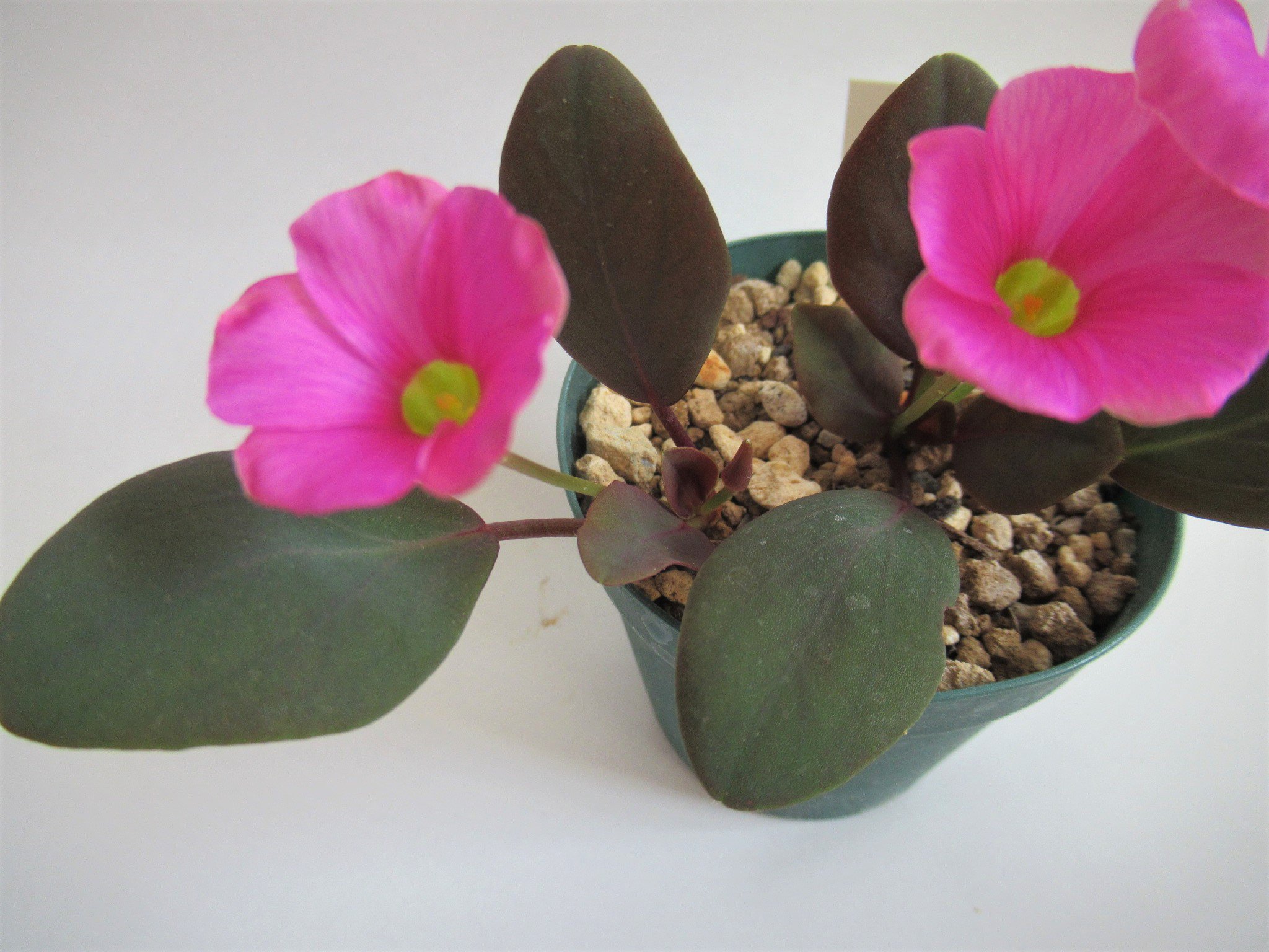 たわし集め Tawashi Atsume 休止中 Dmくだされば反応します 多分 たわし集め 𝑶𝒙𝒂𝒍𝒊𝒔 𝒏𝒐𝒓𝒕𝒊𝒆𝒓𝒊 赤黒い葉をした一つ葉のカタバミ 通常カタバミは三つ葉 の種類が多いため変わっている 葉の色 も独特だが 目が覚めるようなピンクの