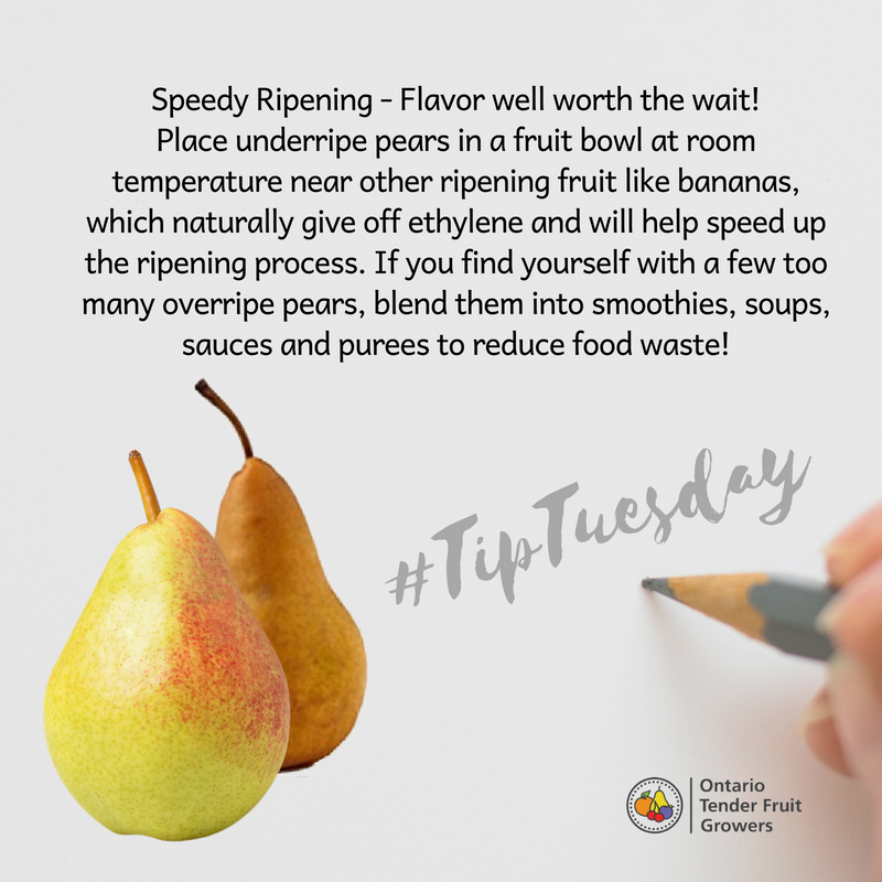 OntTenderFruit's tweet photo. #antifoodwaste #ontariopears #availablenow #tiptuesday https://t.co/df6jOc6gPg
