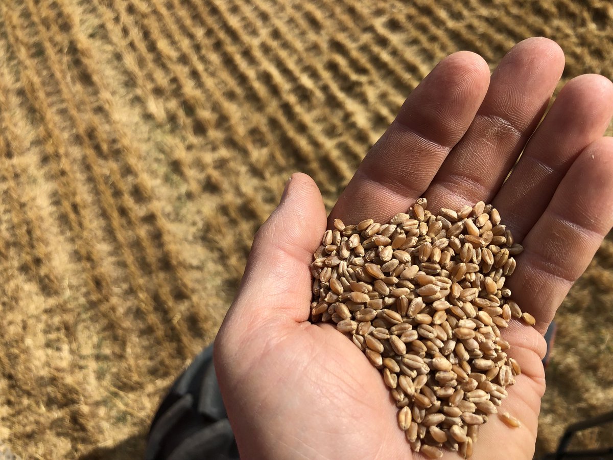 Cleaning Bolles HRS wheat today. This variety was the shortest we grew on irrigation and stood the best. Still have seed available. ⁦<a href="/SeedDepot/">Seed Depot</a>⁩