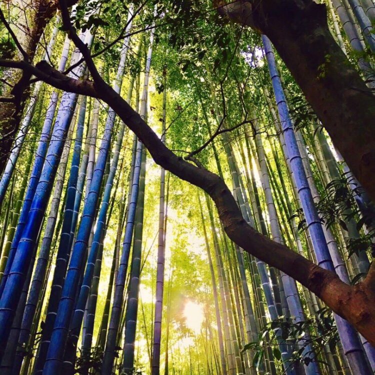 linestep_jp's tweet photo. 来週末はどこへ行く？
今回は鎌倉にある報国寺をご紹介！
お抹茶を飲んでまったり休日を過ごそう🍵
#LINESTEP #chieのオススメ

https://t.co/3LFNvkoQhk https://t.co/wT5HzkdGjO