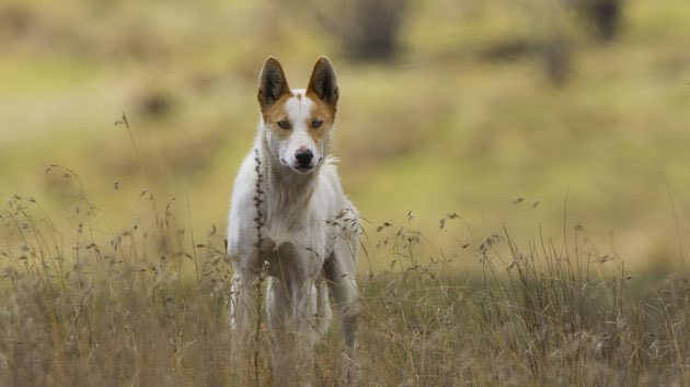 Meet ‘Whitey’. Soon to be the most famous dingo in the world. She terrorises the roos and wallabies of the ACT. Star of Sir David Attenborough’s #SevenWorldsOnePlanet airing on Sunday night in the UK. <a href="/dr_danielhunter/">Daniel Hunter</a> and I spent a tremendous month filming her do her thing.