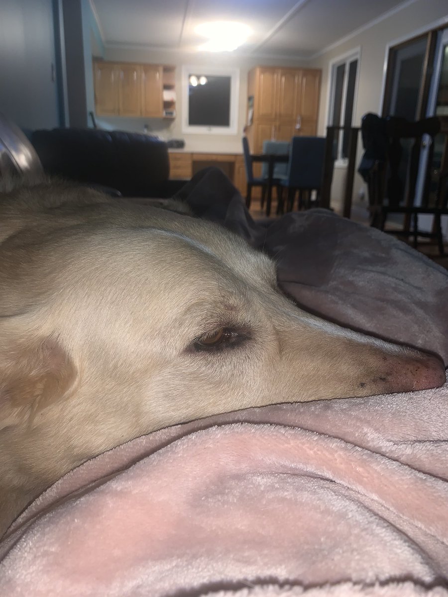 paige2plus3's tweet photo. Could these dogs be any more spoiled? #doggo #furbabies #AdoptDontShop #fosterfail https://t.co/vYokdm6rz5