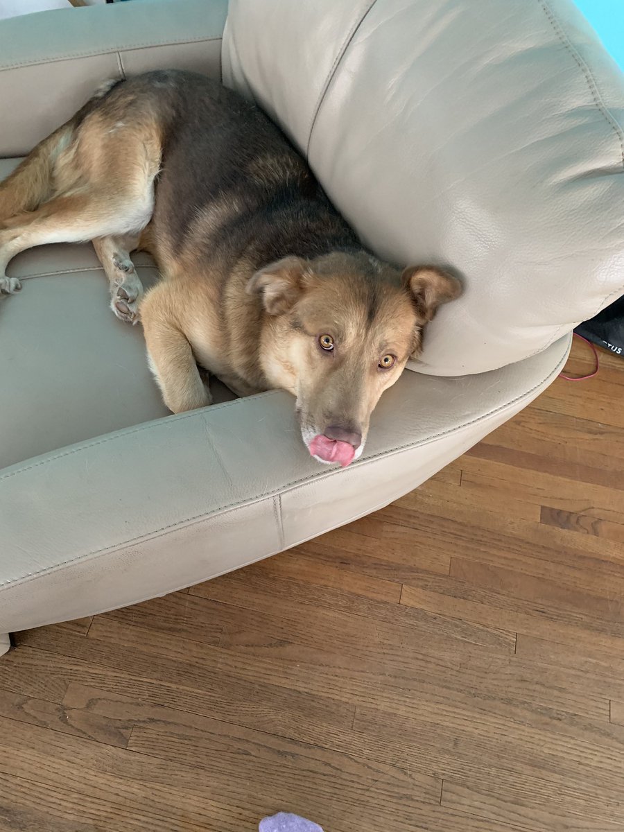 paige2plus3's tweet photo. Could these dogs be any more spoiled? #doggo #furbabies #AdoptDontShop #fosterfail https://t.co/vYokdm6rz5