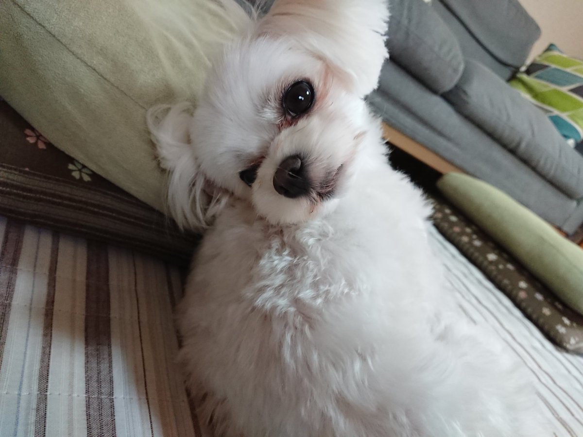 Mo Ko はーい 呼んだ 顔だけこっち向く マルチーズ 愛犬 うちの犬 犬が好き Dog Maltese ファインダー越し私の世界 Mo Ko はーい 呼んだ 顔だけこっち向く マルチーズ 愛犬 うちの犬 犬が好き Dog Maltese ファインダー越し私の世界