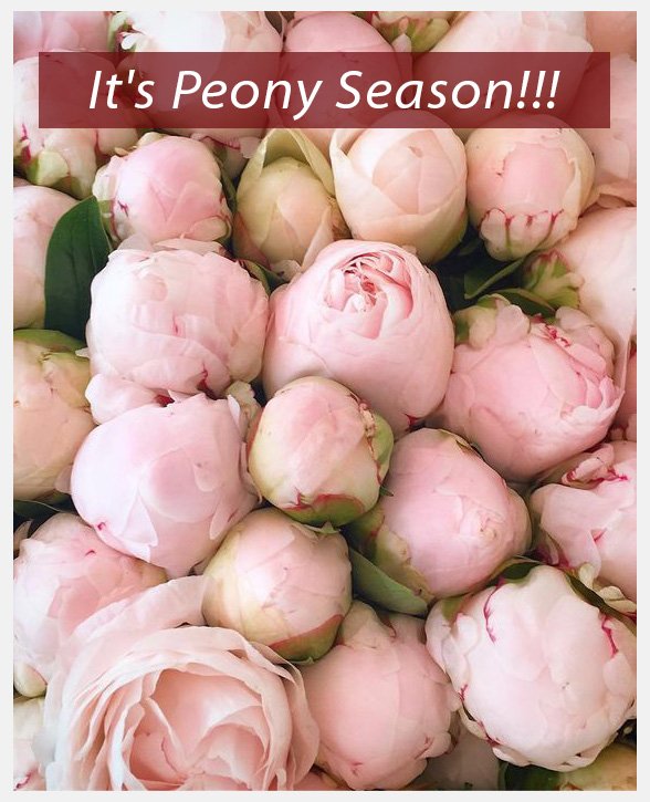 Peony season is upon us 😍
#melbournefreshflowers #flowerdesign #flowers #melbourne #peonies #florist #flowermagic #onlineflorist #peoniesplease #melbournedelivery