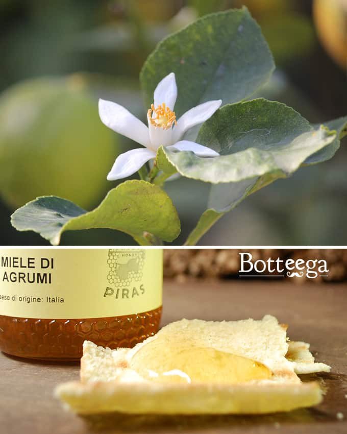 "Il colore del miele d’agrumi va dal giallo oro all'avorio. L’aroma è molto intenso e riporta alla mente quello dei fiori d’arancio." - blog.botteega.com/miele-di-sarde… #mielesardo #prodottisardi
