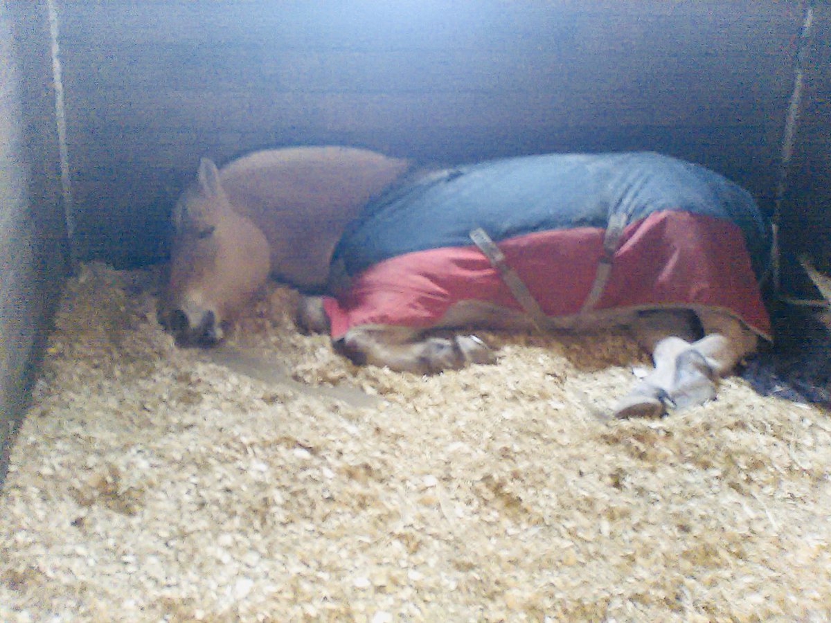 HighnMighty3's tweet photo. #Naptime #highnmighty #therapyhorses #fjord #sleepinghorse https://t.co/dZWe3ejgUQ