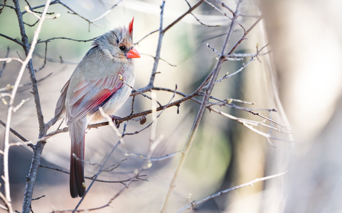 TERC_CraftSale's tweet photo. Do you love birds? Come and see the beautiful photos of @phil_vriend this Saturday @EEUChurch Eastminster. https://t.co/Qwv5WQCh7q
