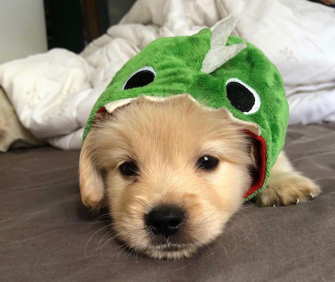 deangirIs's tweet photo. willy. 8 weeks old. brother to charlie. son to dean and kerris. cousin to ace. nephew to noah. he says hi. https://t.co/I7hx1n9dOX