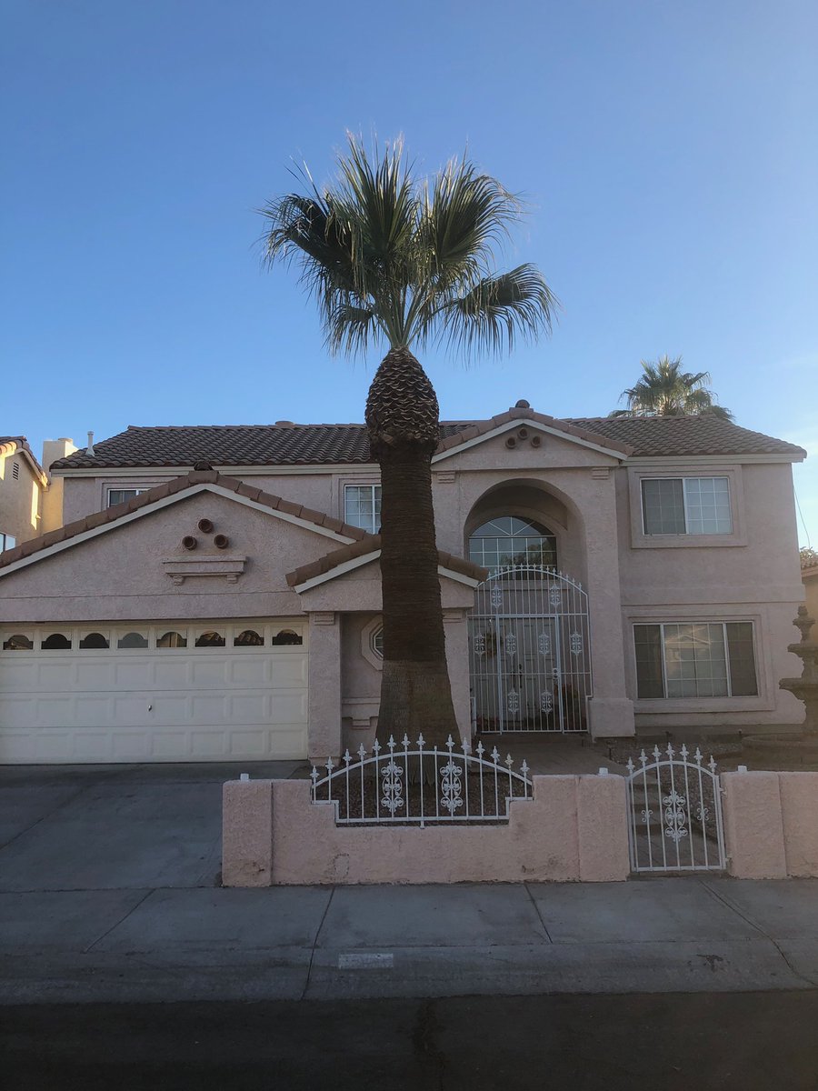 PalmtreesR's tweet image. Before and after of a California fan palm that has been trimmed and skinned