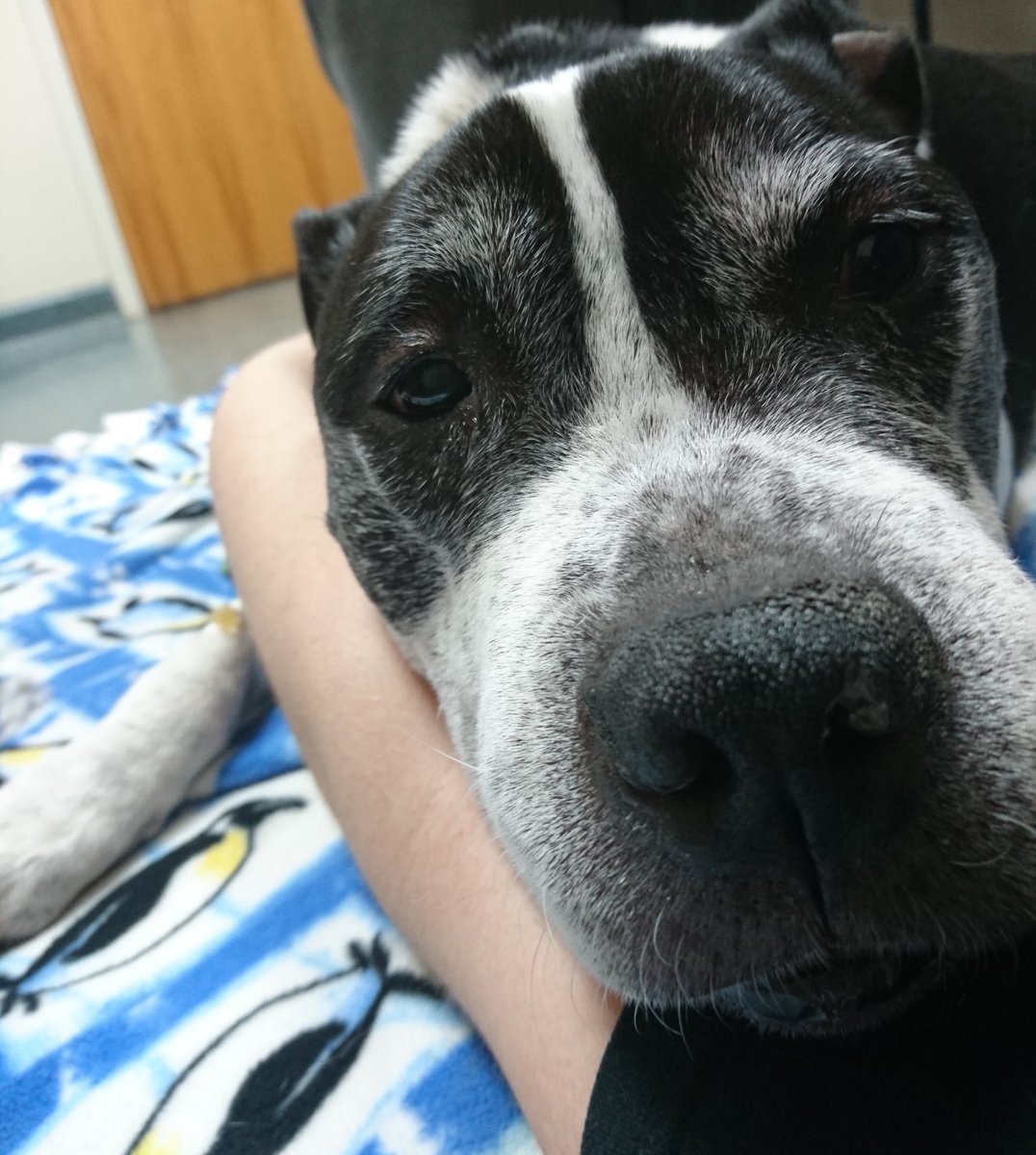 iFakeSarcasms's tweet photo. W/my arms wrapped around his neck &amp; his eyes fixed on mine, my sweetheart took his last breath tonight at 7:55pm. The best behaved and sweetest bear I will ever know &amp; love. My heart will always carry him. Until I see u again, my sweet boy. U made momma so proud to be yours. ❤️💔 https://t.co/n8EE51xARG