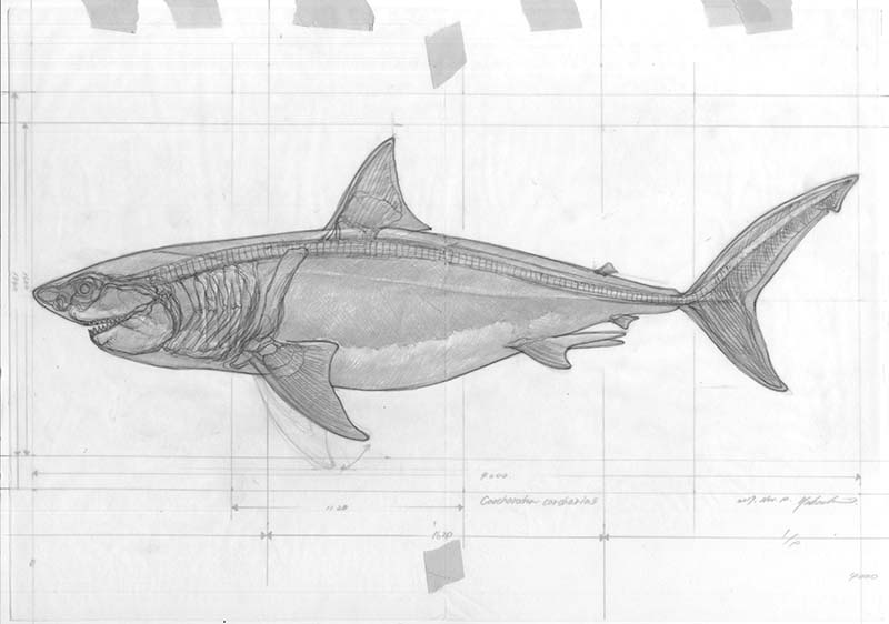 「ホホジロザメの骨格図のラフスケッチ。図版を調べても、色々マチマチで難しい。まだ要」|小田　隆　Oda Takashiのイラスト