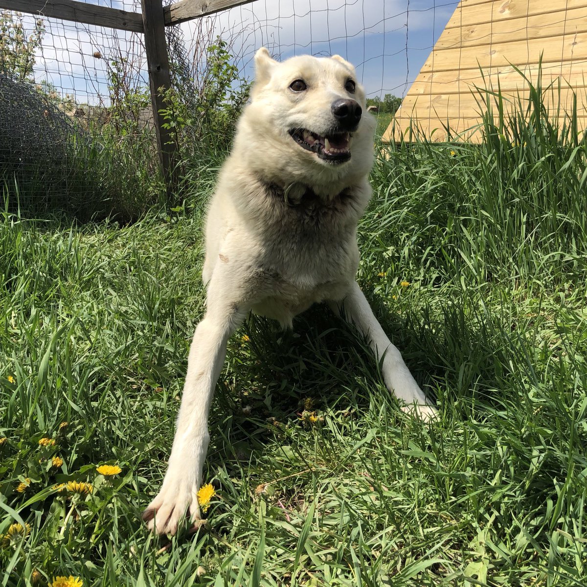 But now that she’s retired from serious running, and living in the garden with her brother Hari, things have been awfully quiet on training runs.