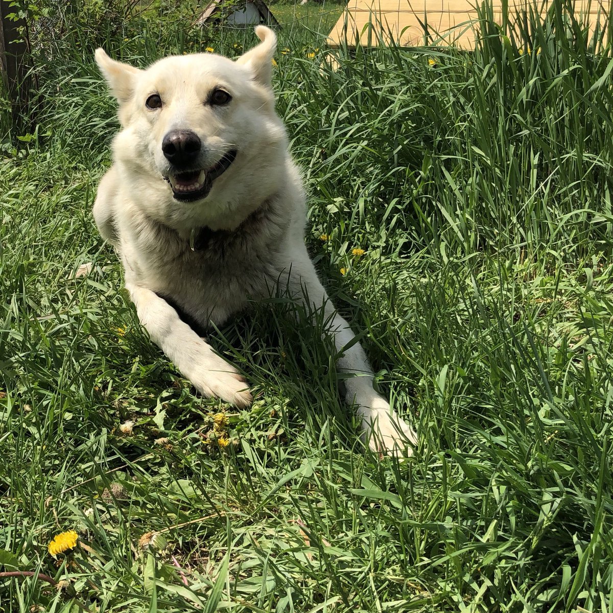 But now that she’s retired from serious running, and living in the garden with her brother Hari, things have been awfully quiet on training runs.