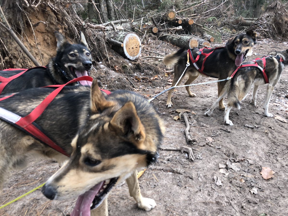 Don’t get me wrong, it’s still great. The dogs are happy, especially now that we’ve cleared more of the trails, and the woods are silent and bright.