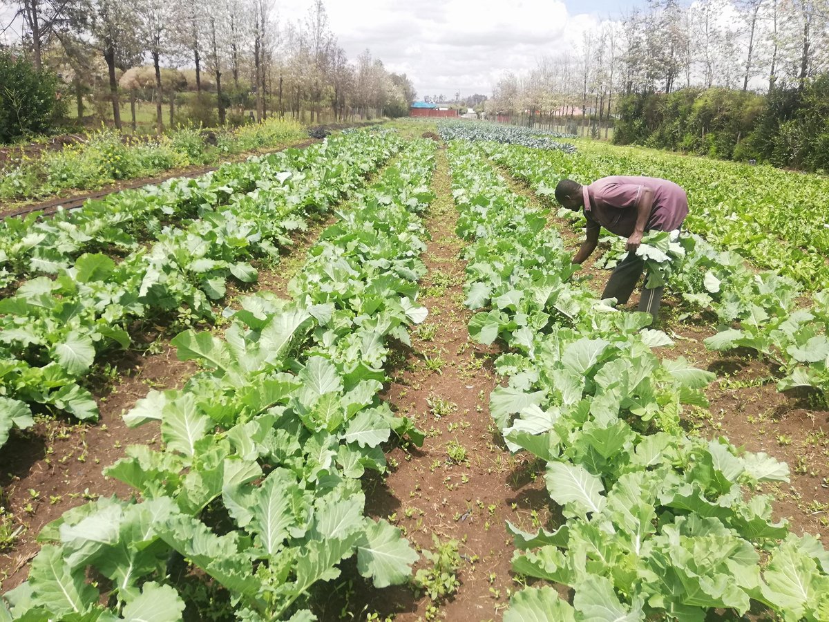 According to the African Development Bank’s (AfDB) African Economic Outlook Report, the middle-class population is expected is projected to reach 1.1 billion by 2060 which will make up 42% of the population.

Thread..

#AgribusinessTalk254 #mkulimayoungtalk #KOTLoyals