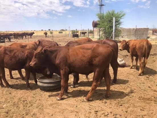 AndileMbeleFUX's tweet image. I run FUX Group, we trade livestock and have invented a system called LIVEX; similar to how stock markets trade currencies and commodities, we just do that on livestock. (African solutions for African people by Africans)